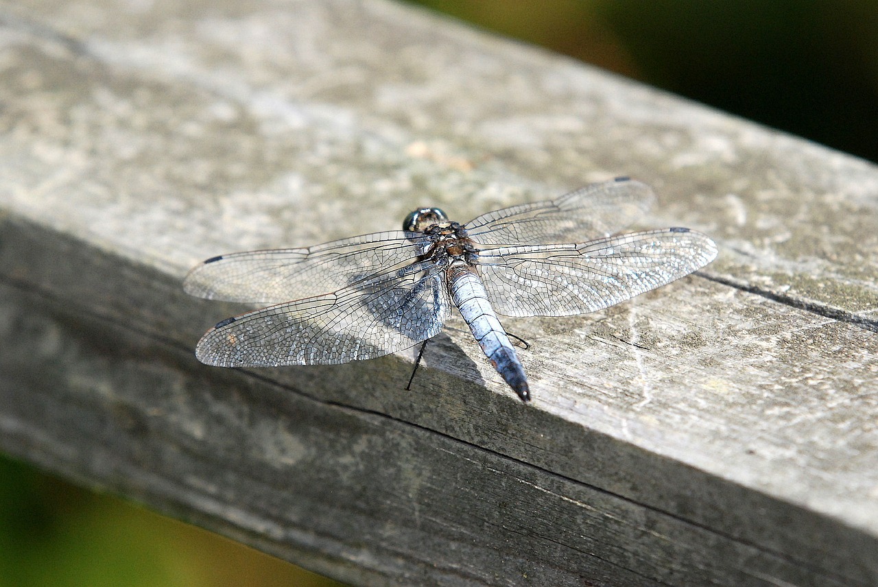 dragonfly insect wings free photo