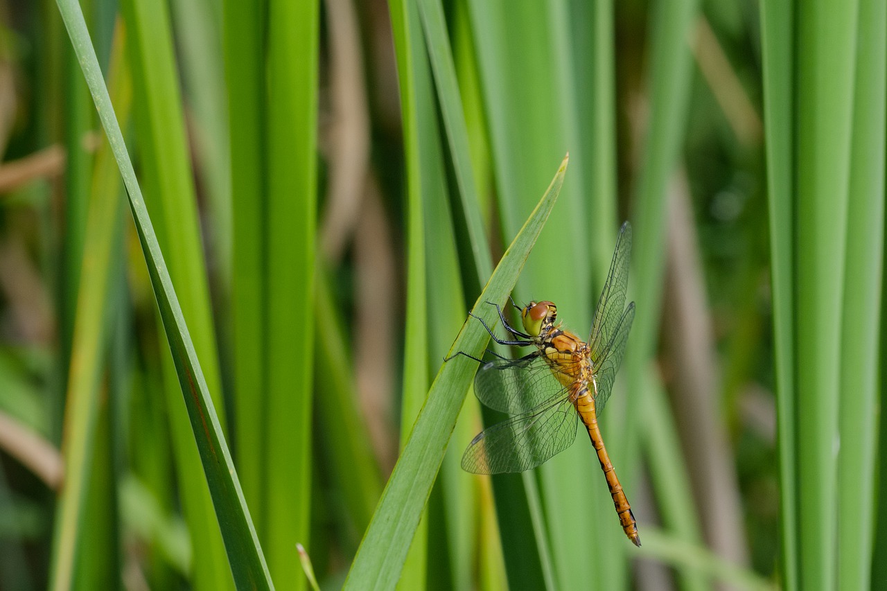 dragonfly  rudy darter  pond free photo