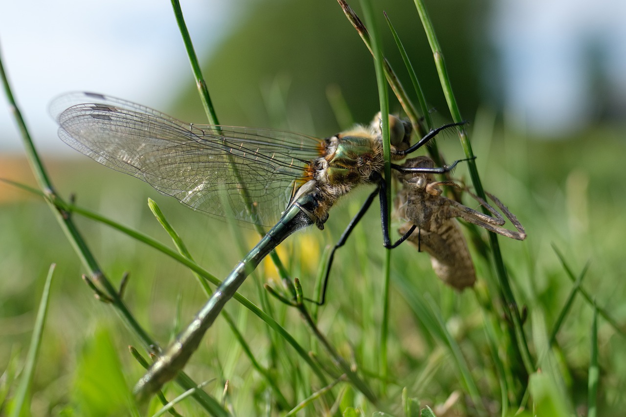 dragonfly  downy emerald  cordulia aenea free photo