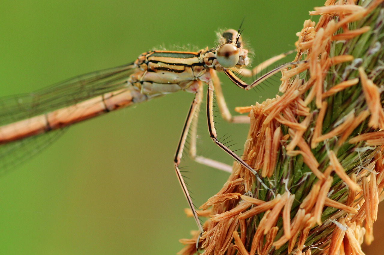 dragonfly  close up  macro free photo