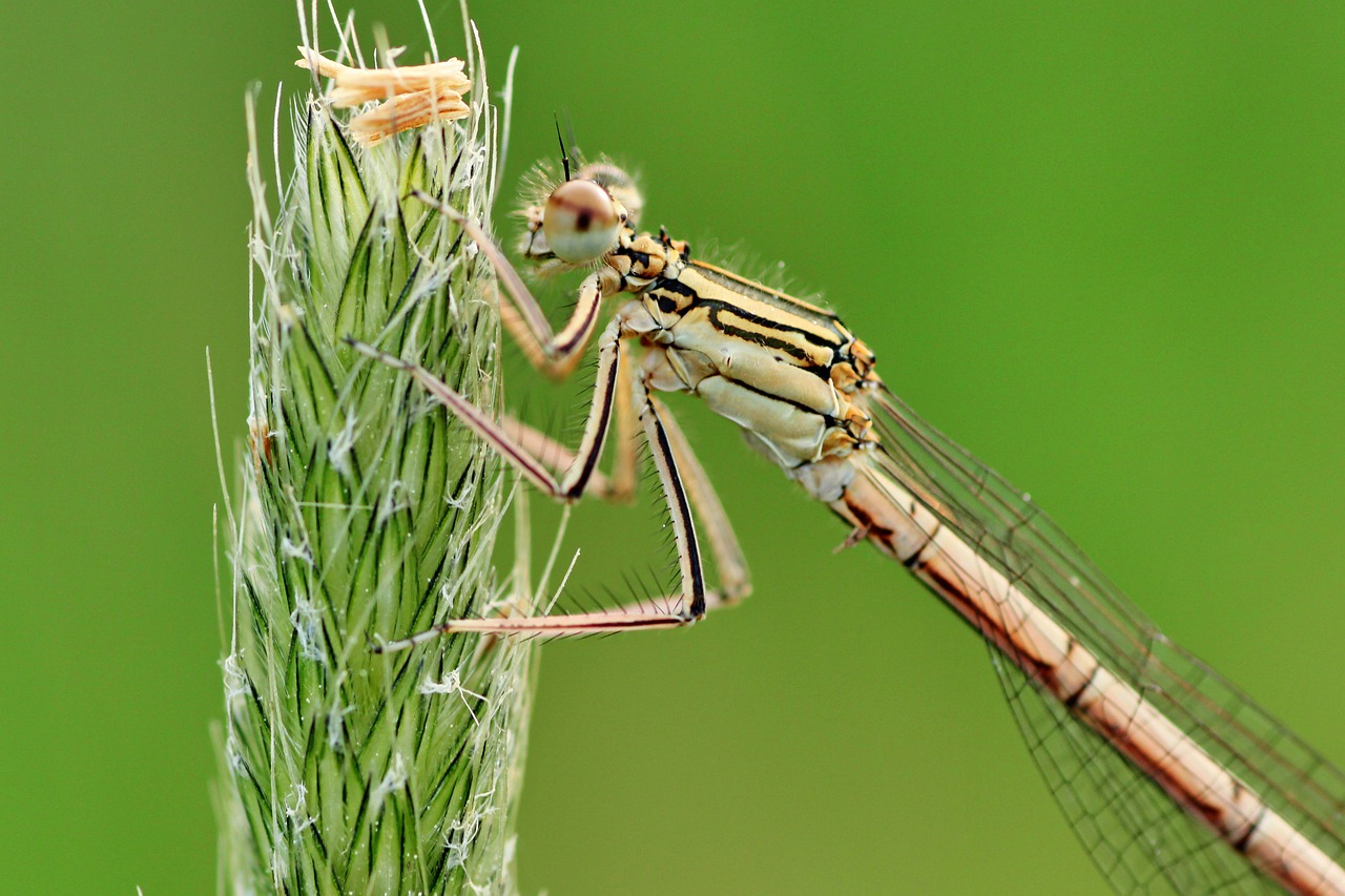 dragonfly  close up  macro free photo