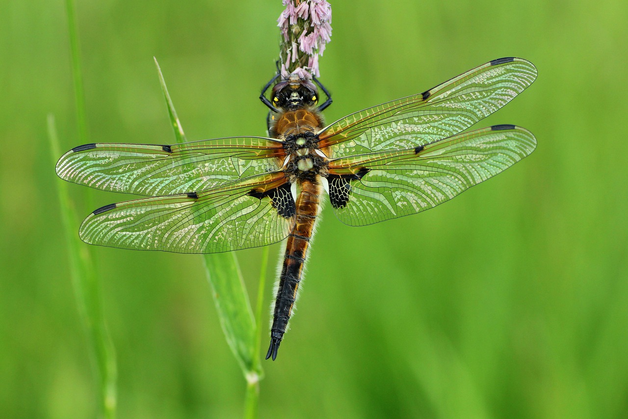 dragonfly  four patch  sailing dragonfly free photo