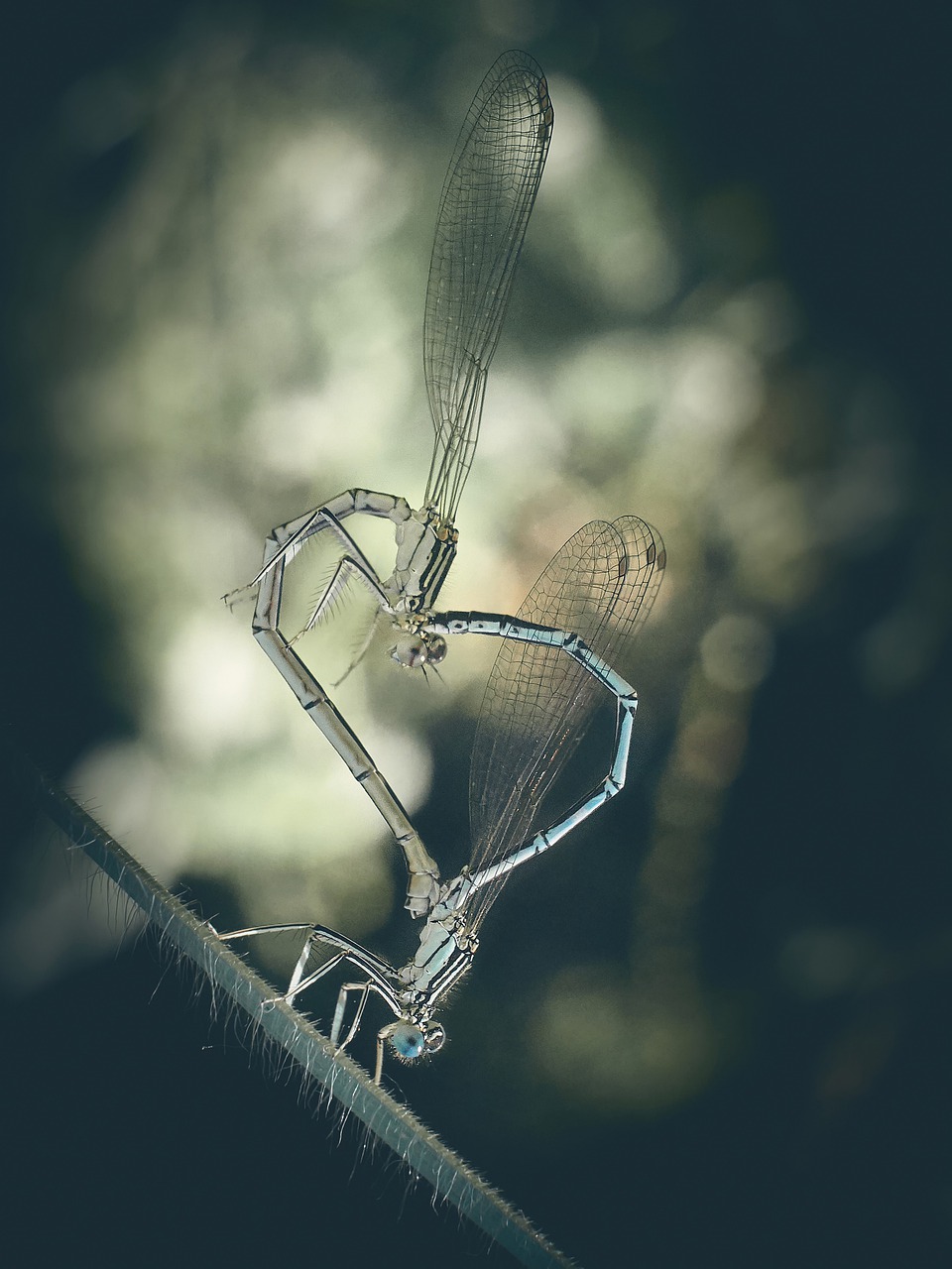 dragonfly  demoiselle  insects free photo