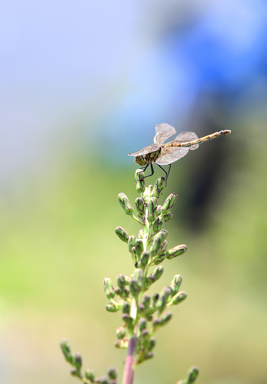 dragonfly  nature  insects free photo