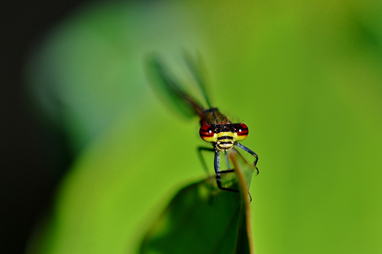 dragonfly  macro  nature free photo