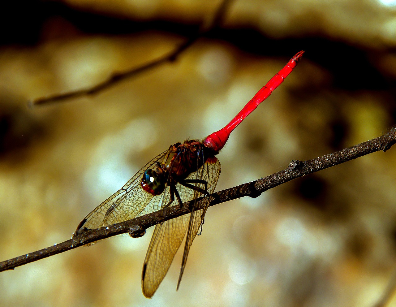 dragonfly insect red free photo