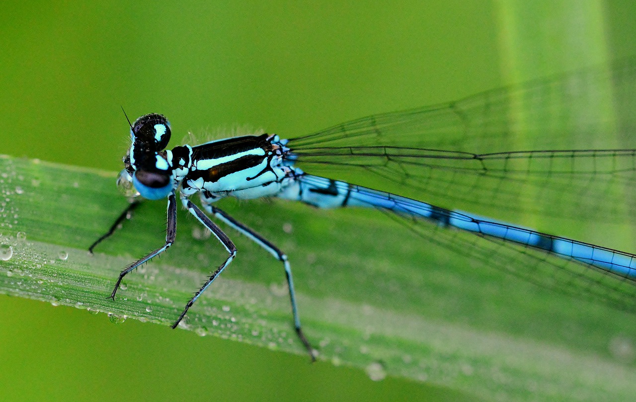 dragonfly  dewdrop  drink free photo