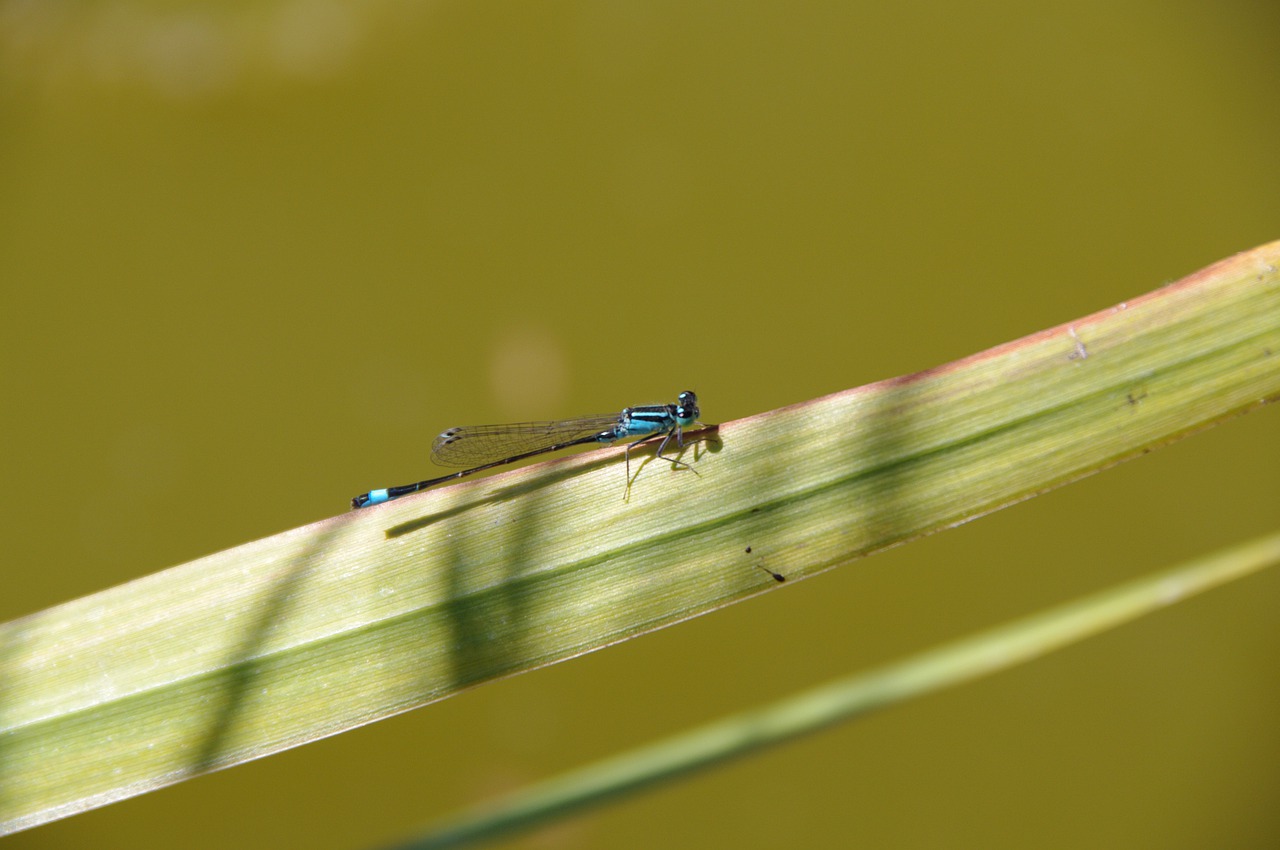 dragonfly  animal  insects free photo