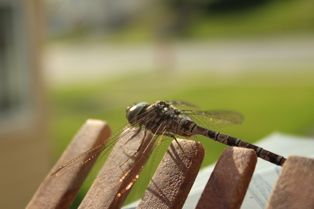 dragonfly  macro  nature free photo