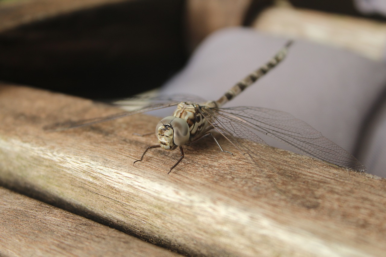 dragonfly  macro  nature free photo