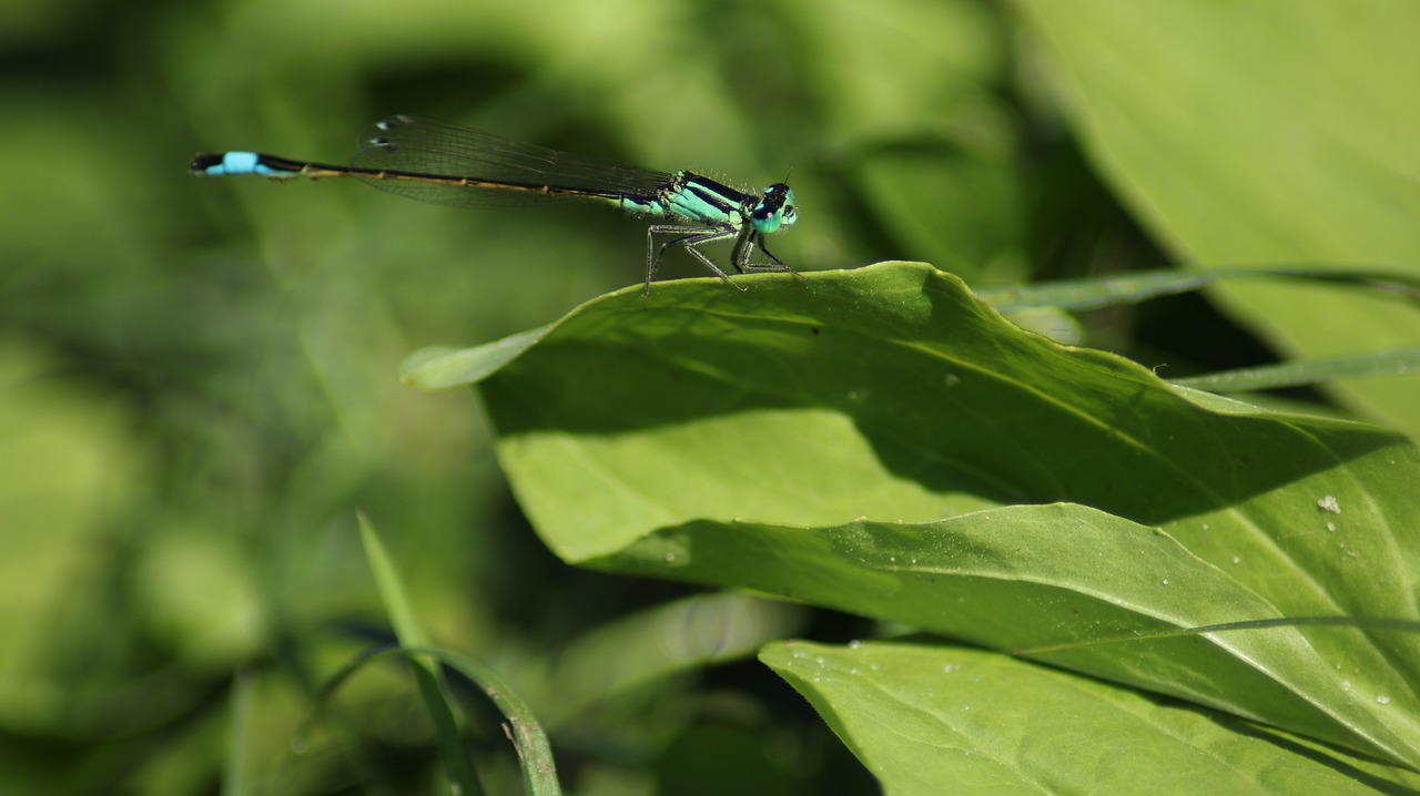 dragonfly  blue  nature free photo