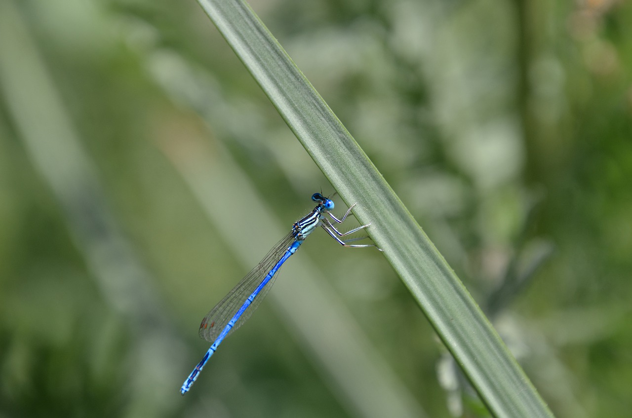 dragonfly  grass  green free photo