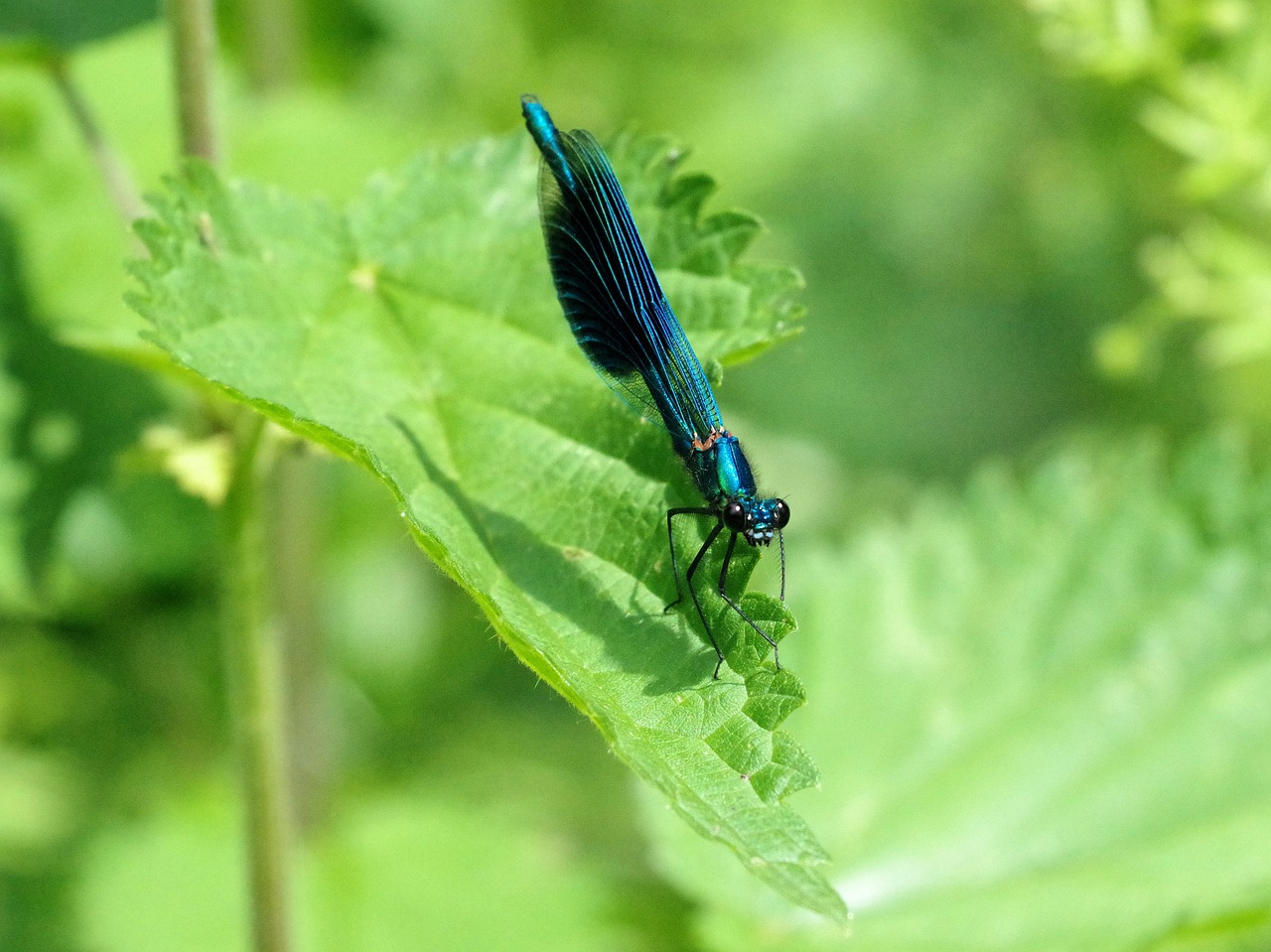 dragonfly  nature  insect free photo