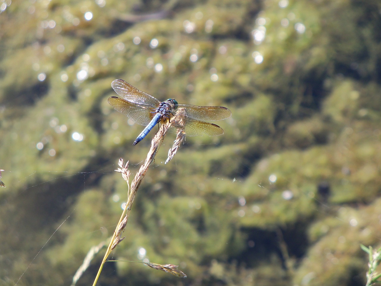 dragonfly insect water free photo