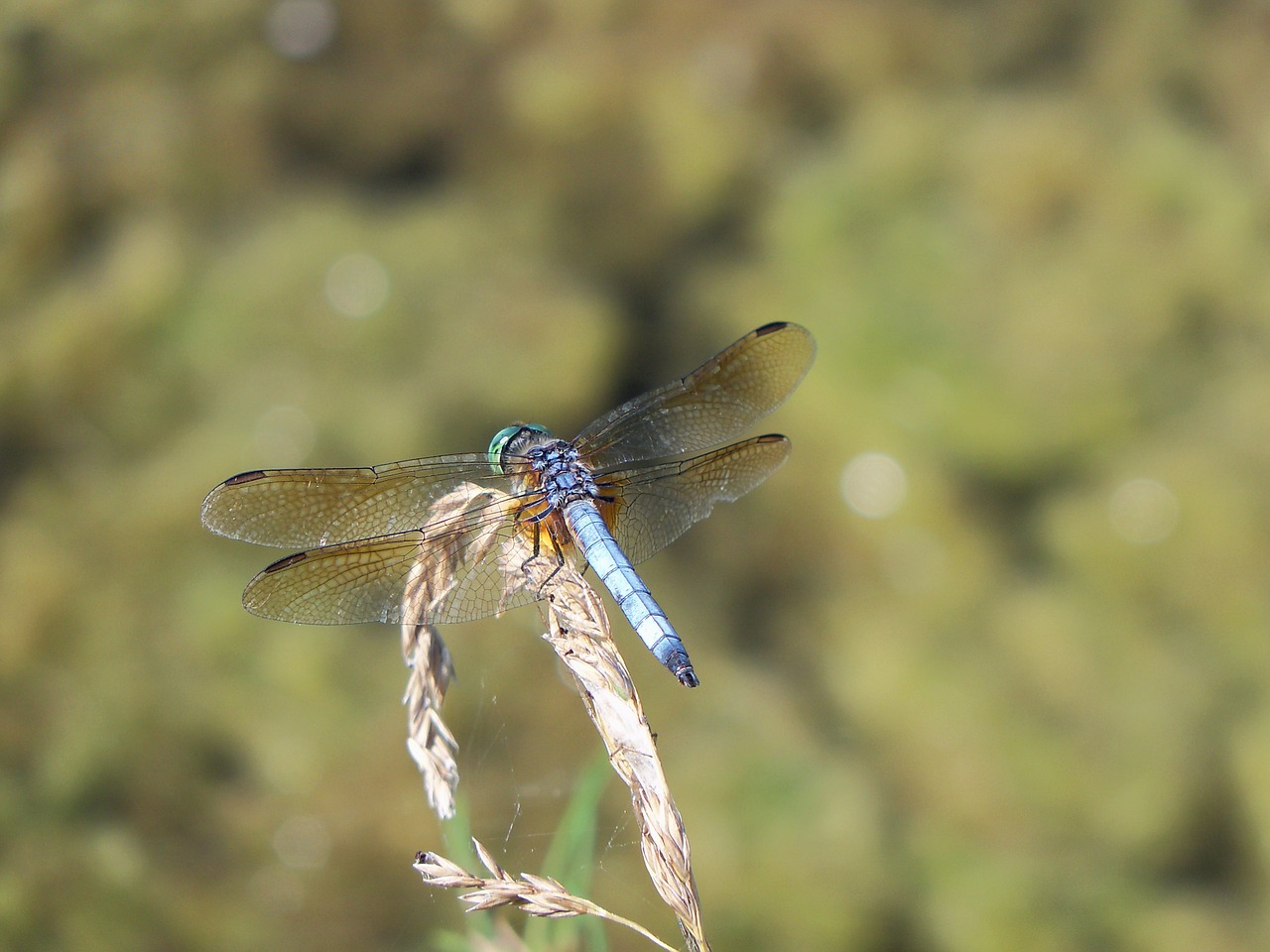 dragonfly insect bug free photo