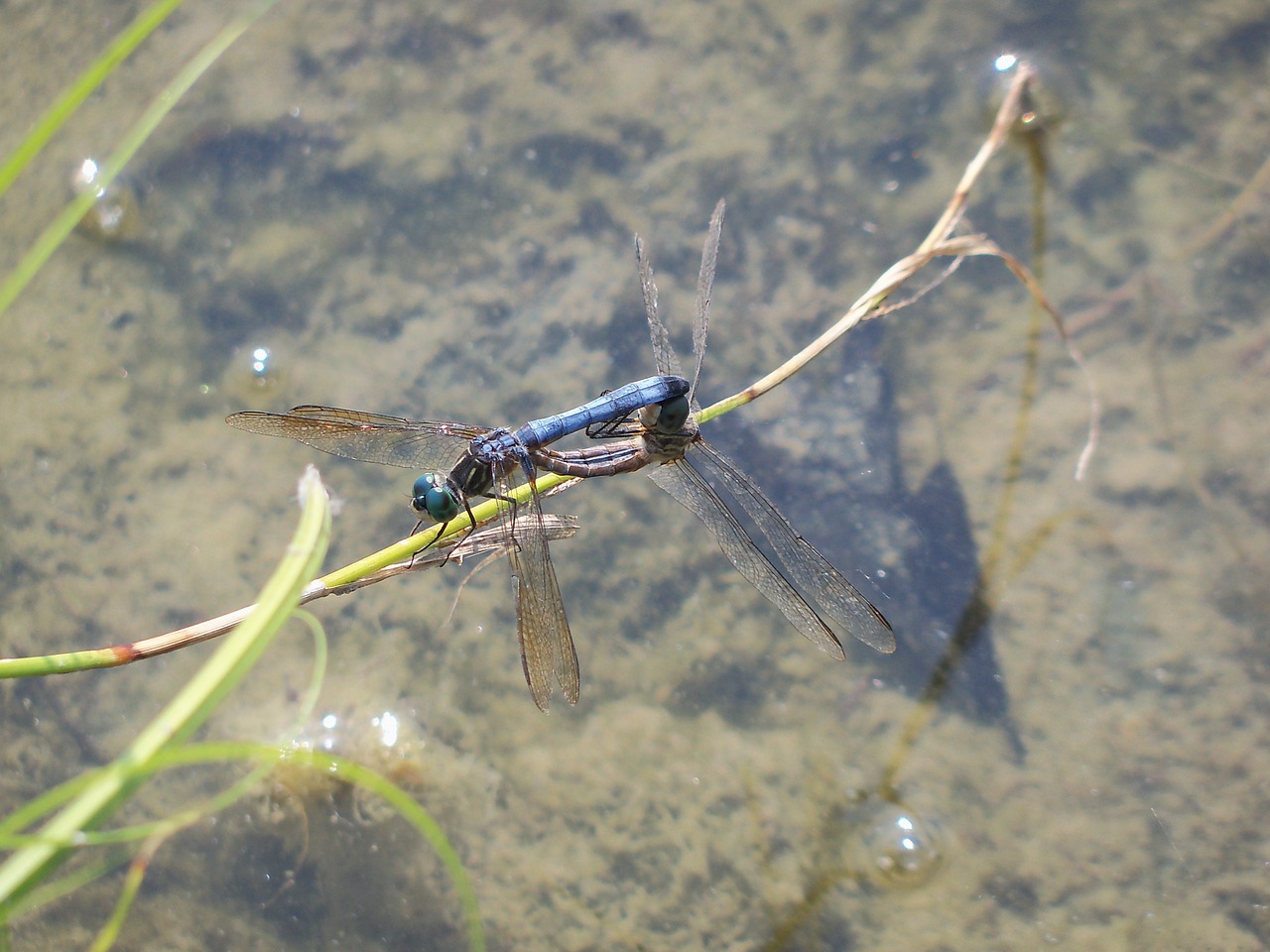 dragonfly insect mating free photo