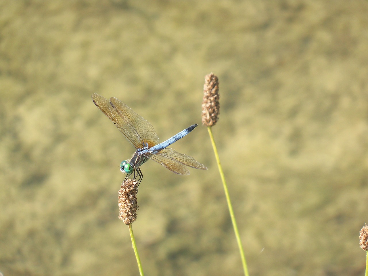 dragonfly insect nature free photo