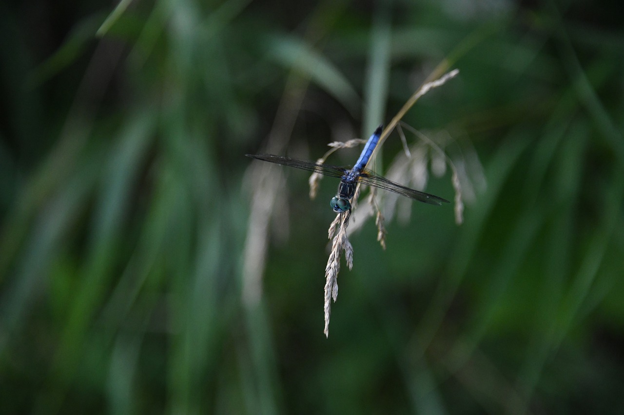 dragonfly  bug  pond free photo