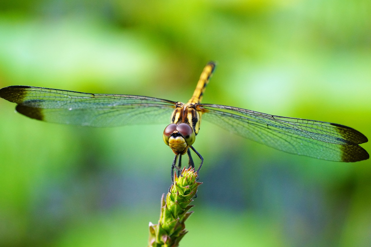dragonfly  insect  insects free photo