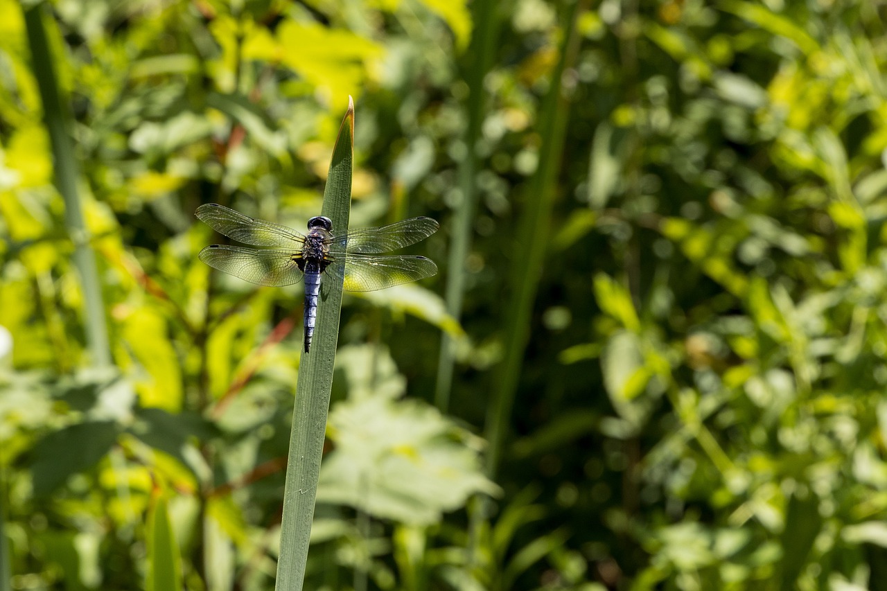 dragonfly  east of the blue arrow  insect free photo