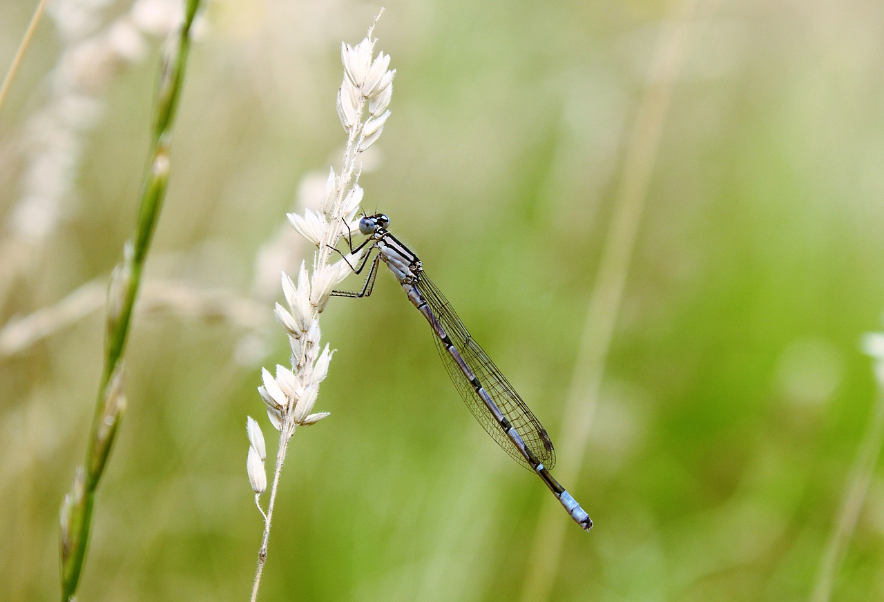 dragonfly blade of grass insect free photo