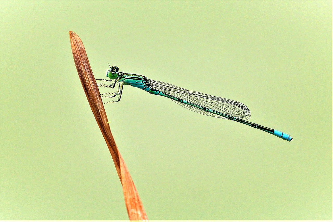 dragonfly  wing  insects free photo