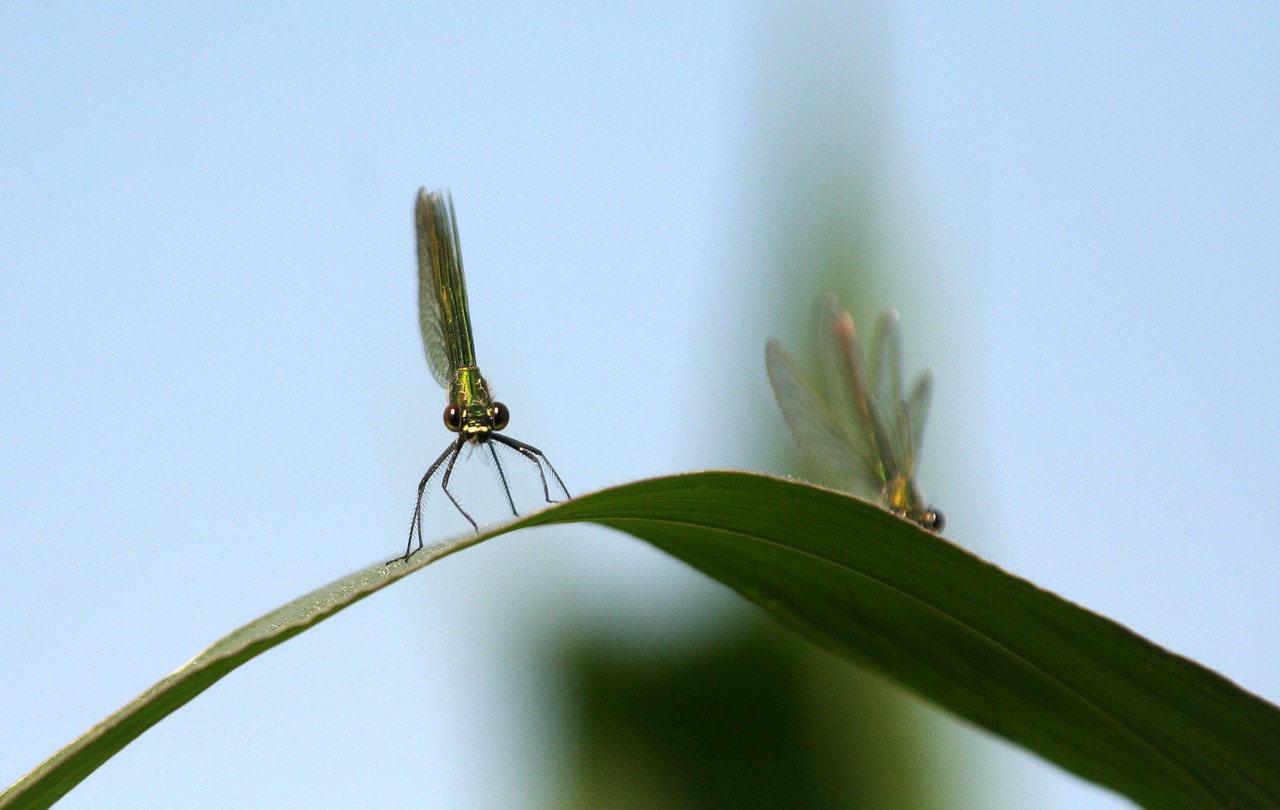 dragonfly  corn  summer free photo