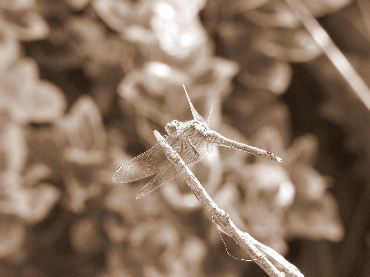 dragonfly macro detail free photo