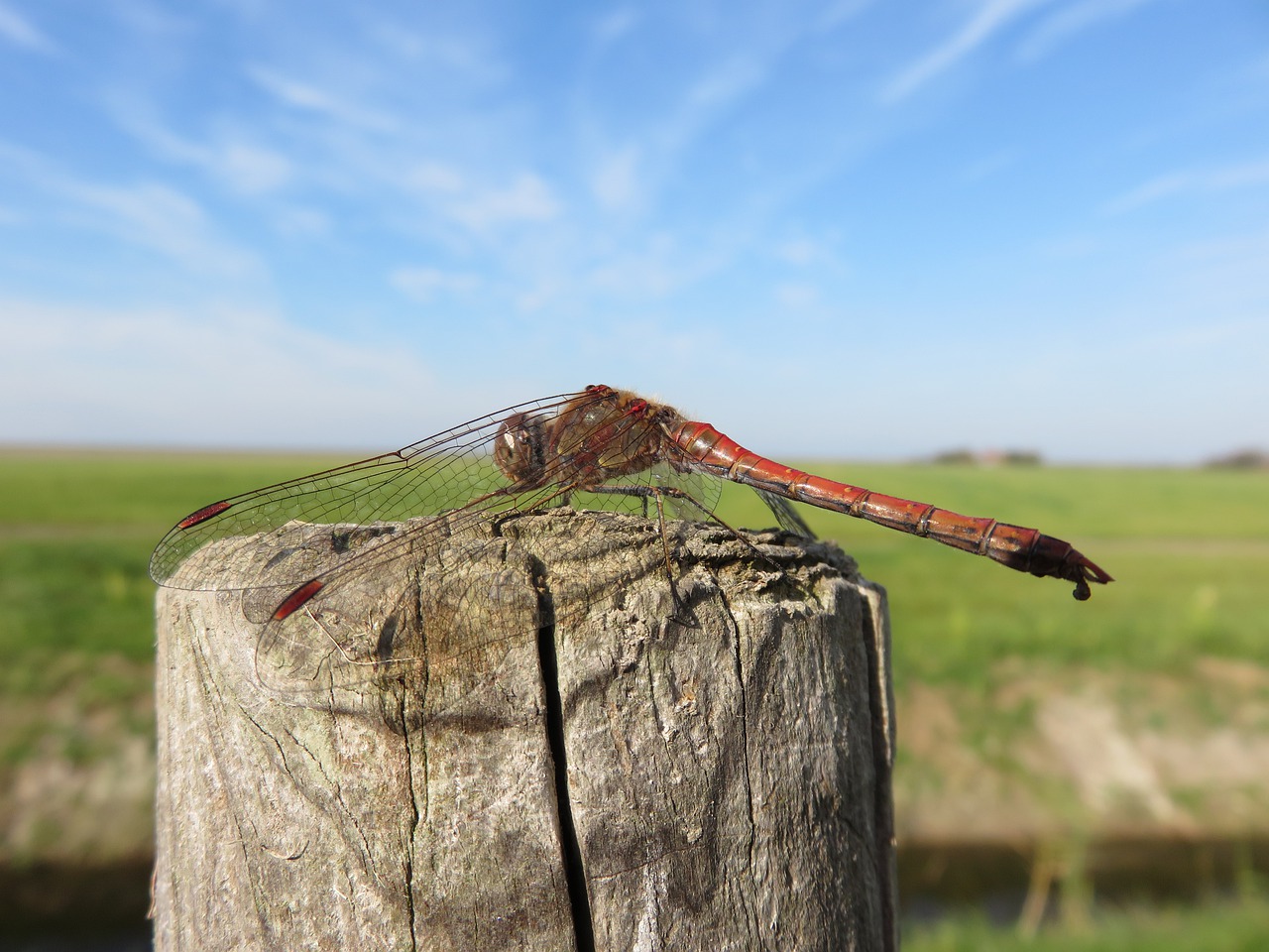 dragonfly  darter  nature free photo