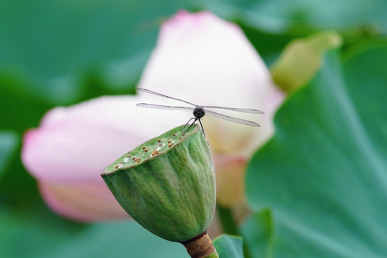 dragonfly  flower  nature free photo