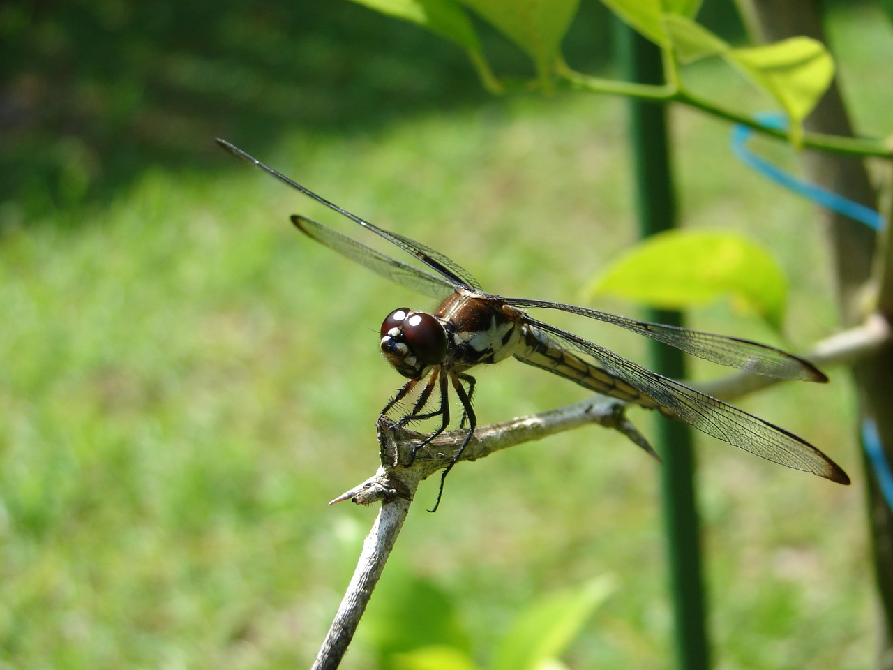 dragonfly green brown free photo