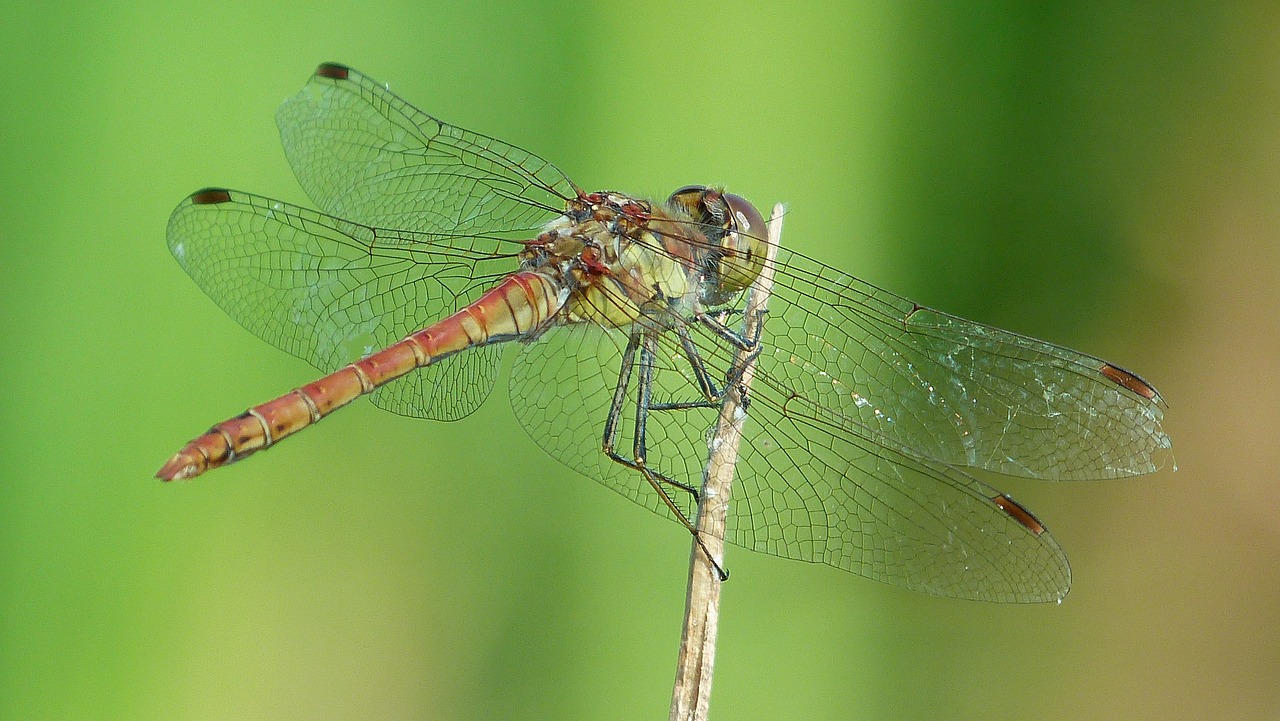 dragonfly animal summer free photo