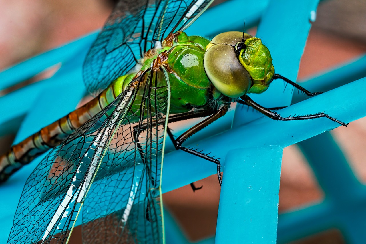 dragonfly insect green free photo