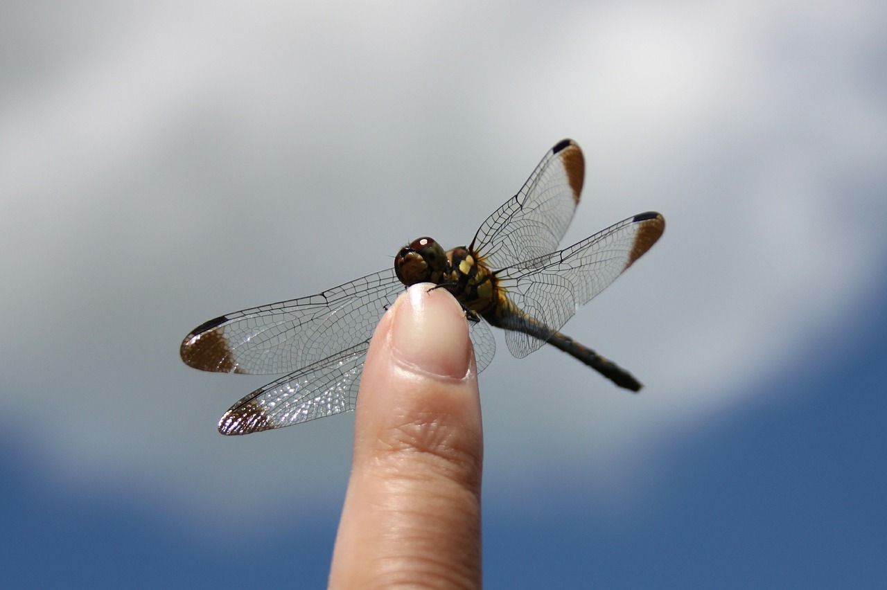 dragonfly iwate blue sky free photo