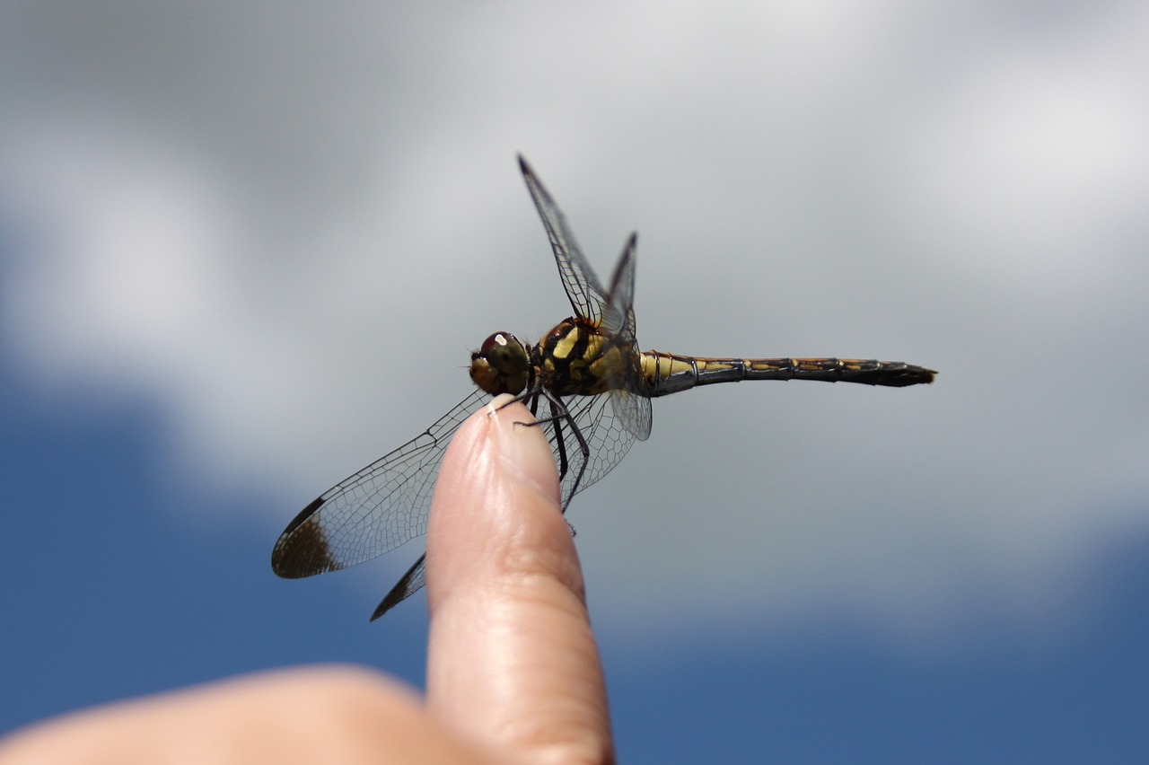 dragonfly blue sky insect free photo