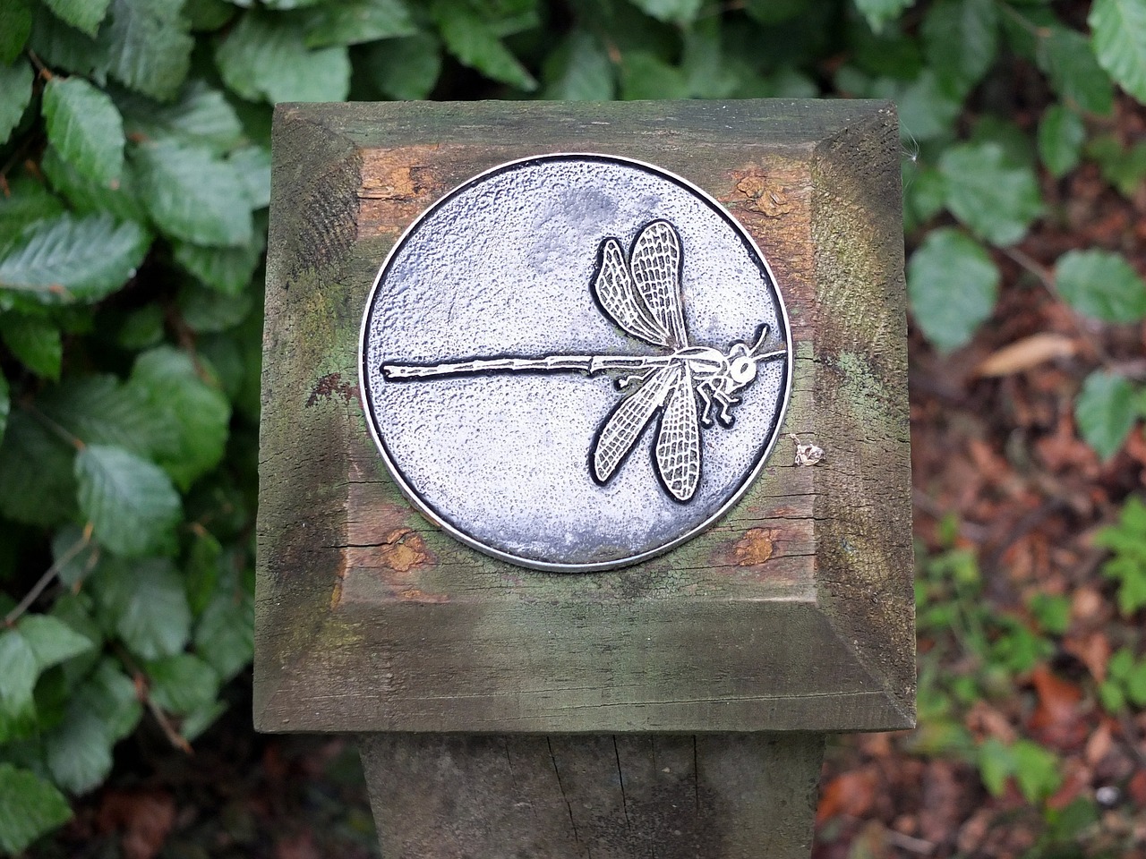 dragonfly guide garden free photo