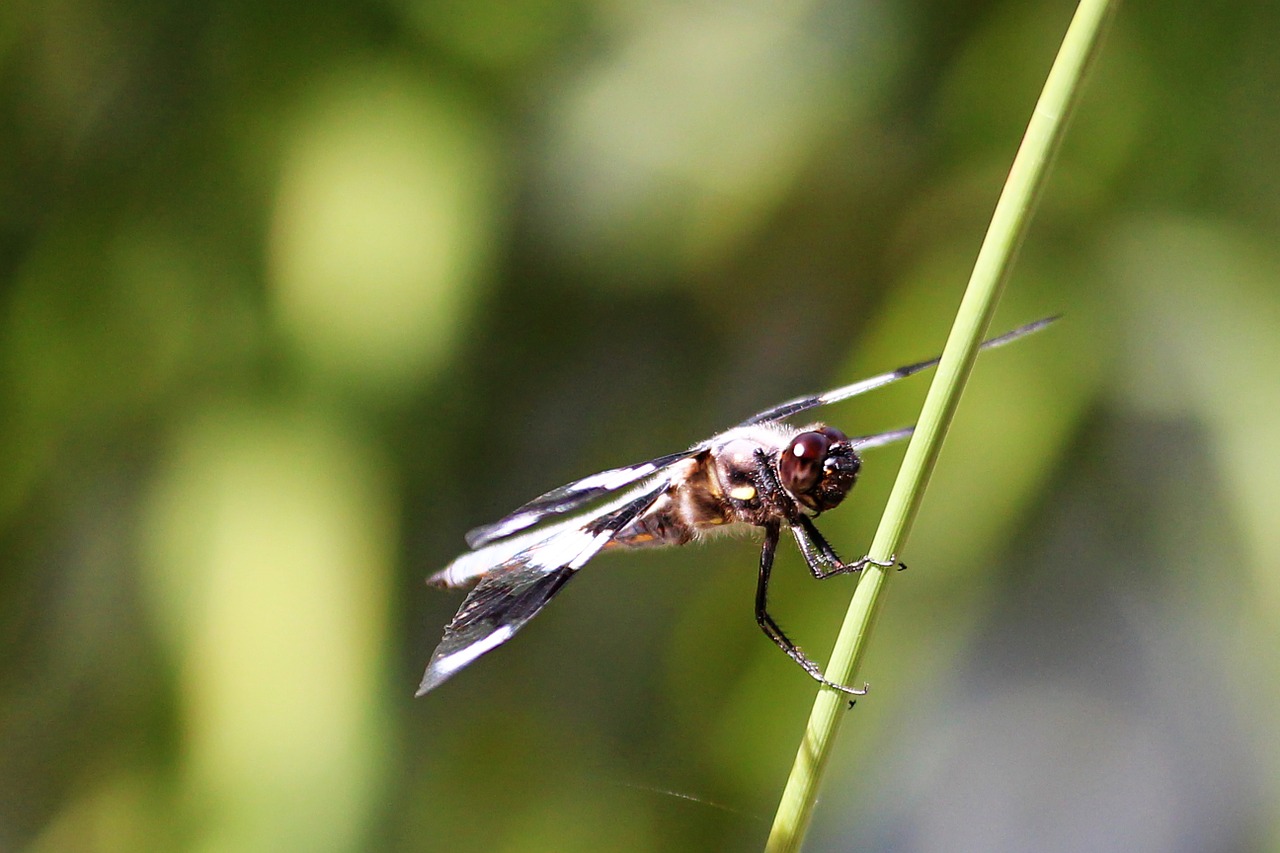 dragonfly insect wing free photo