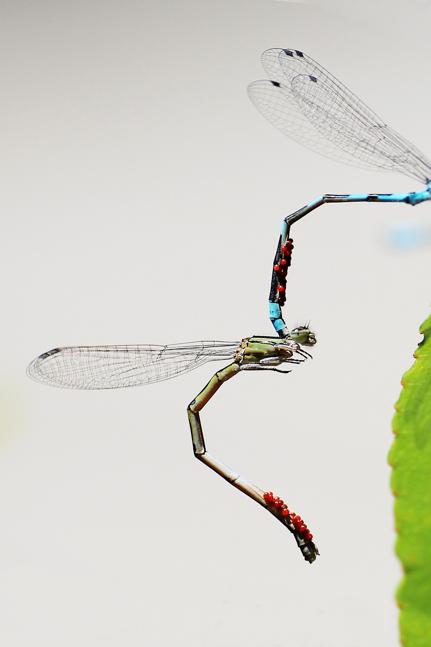 dragonfly mating wings free photo