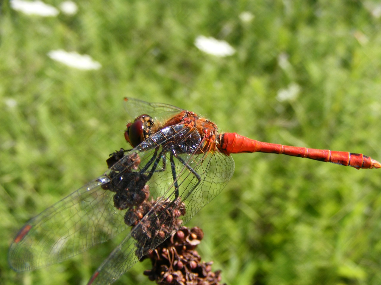 dragonfly insecta grass free photo