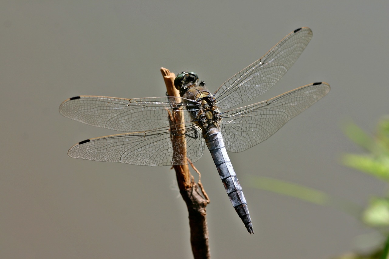dragonfly sailing dragonfly orthetrum cancellatum free photo