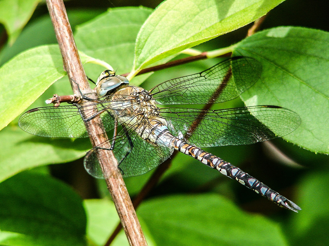 dragonfly insect close free photo