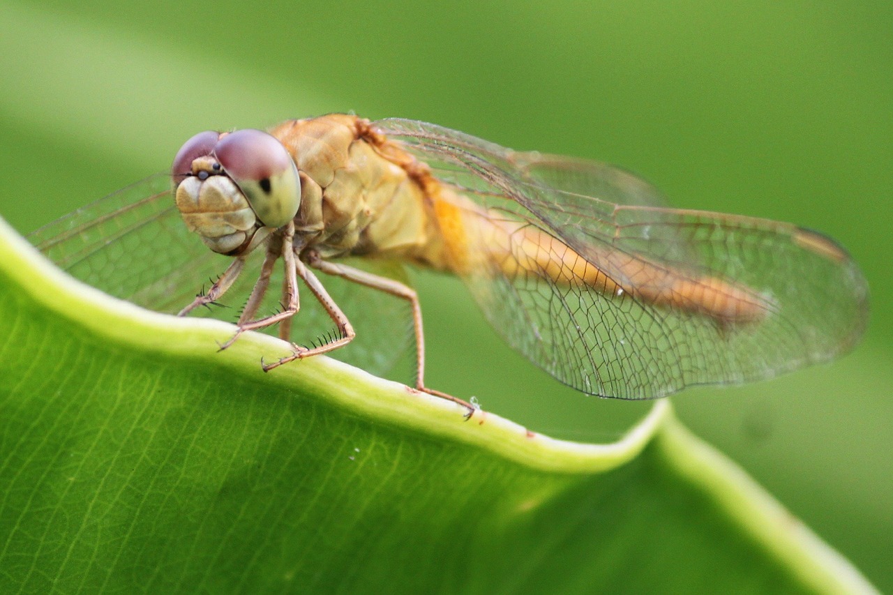 dragonfly insects green free photo