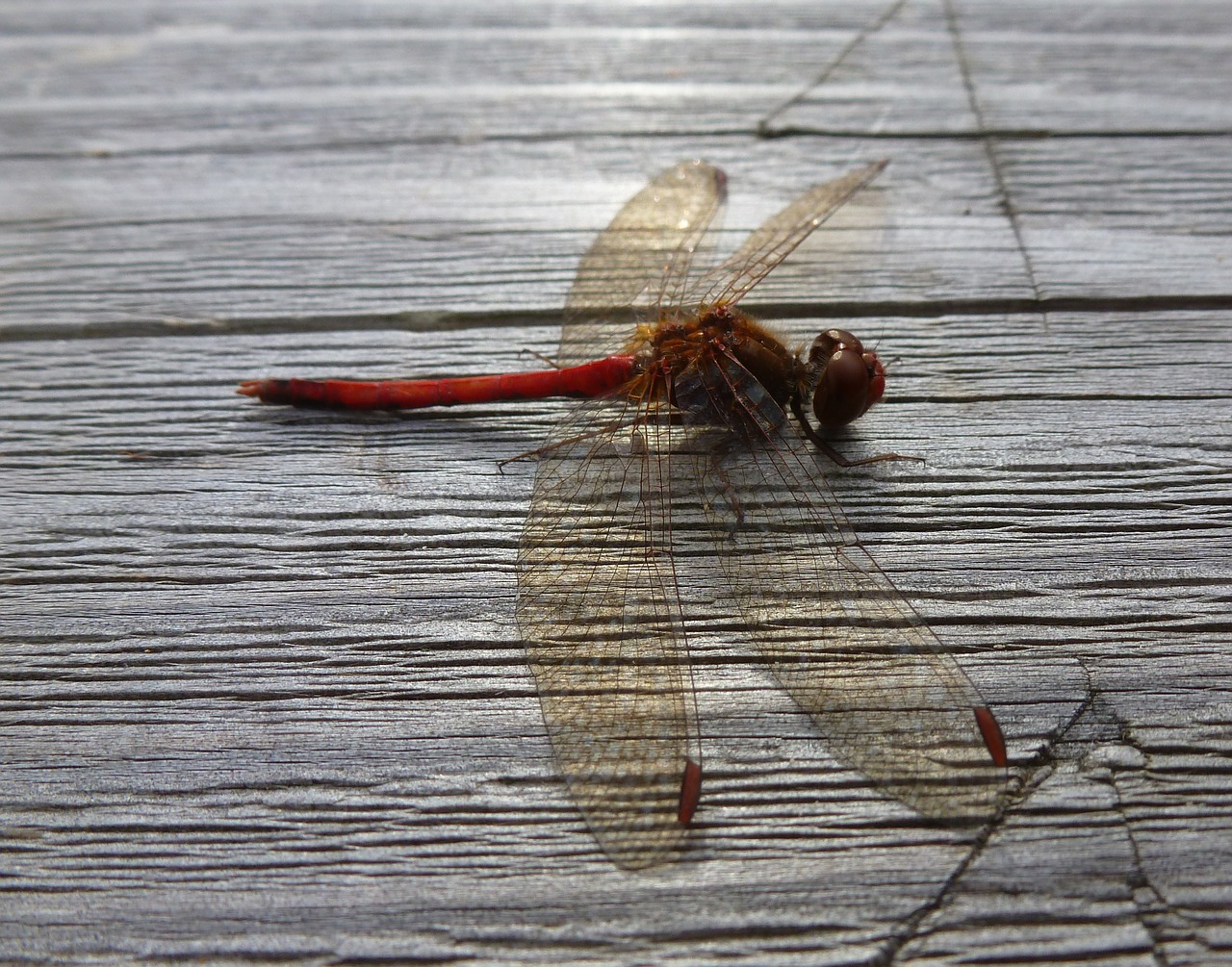 dragonfly red wings free photo