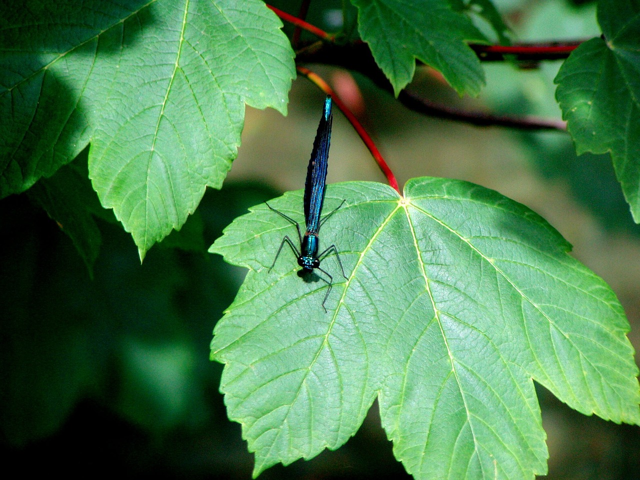 dragonfly insect blue free photo