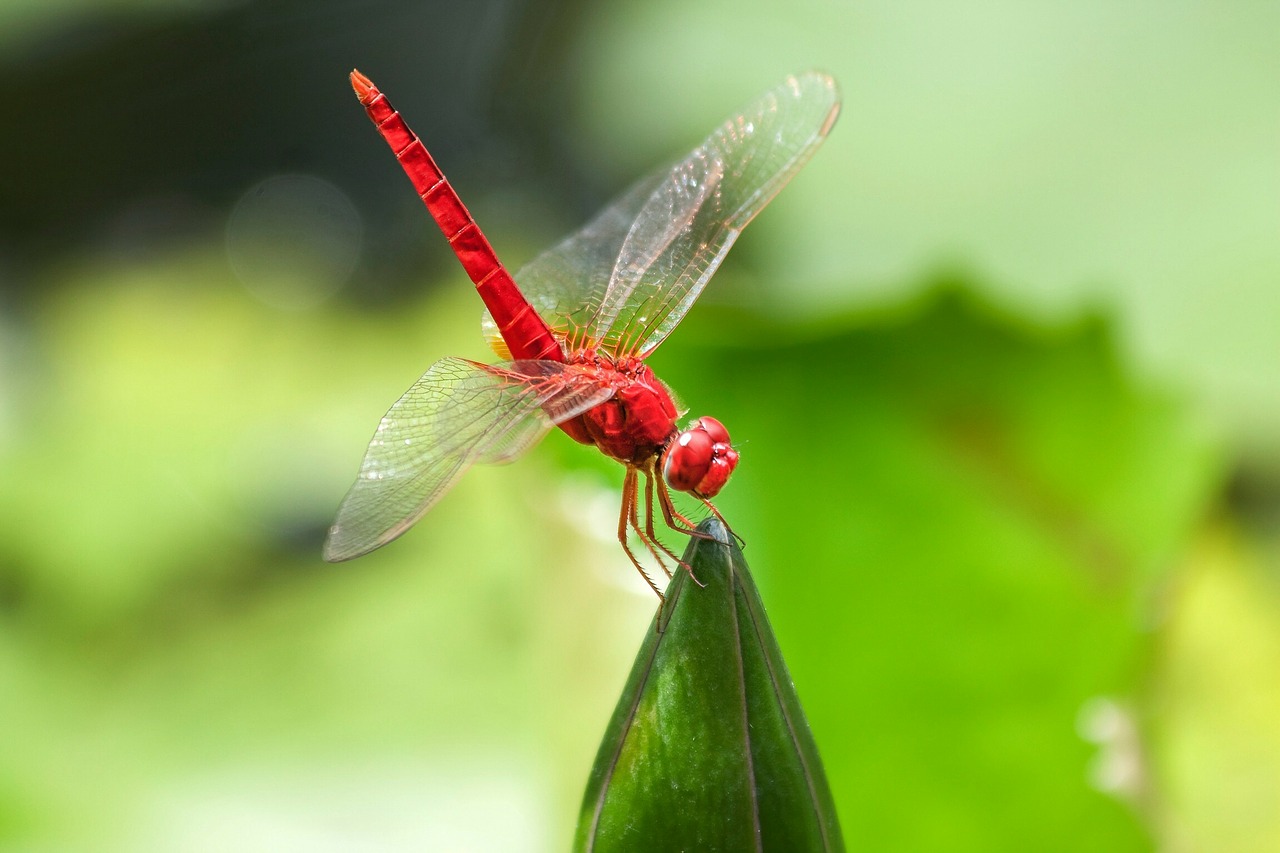 dragonfly water insect free photo