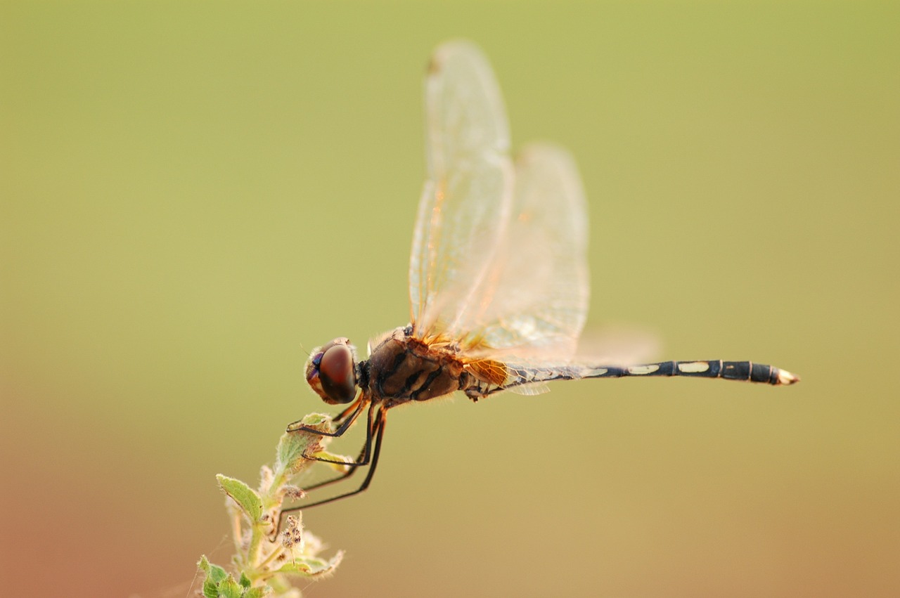 dragonfly macro insect free photo