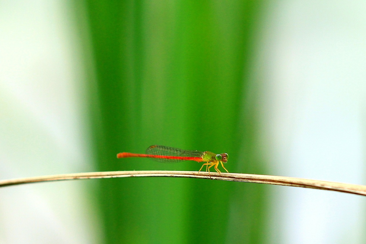 dragonfly the wild macro free photo