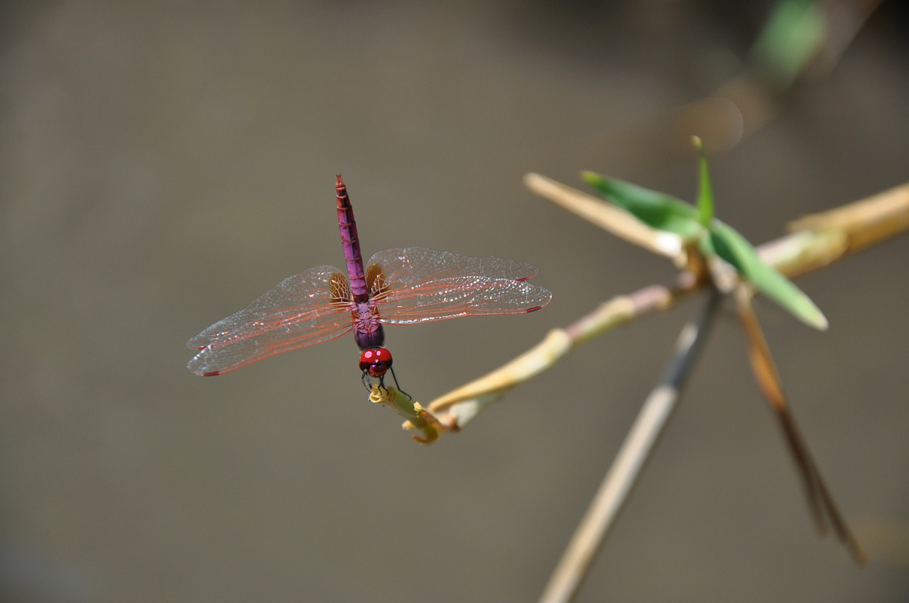 dragonfly red bug free photo