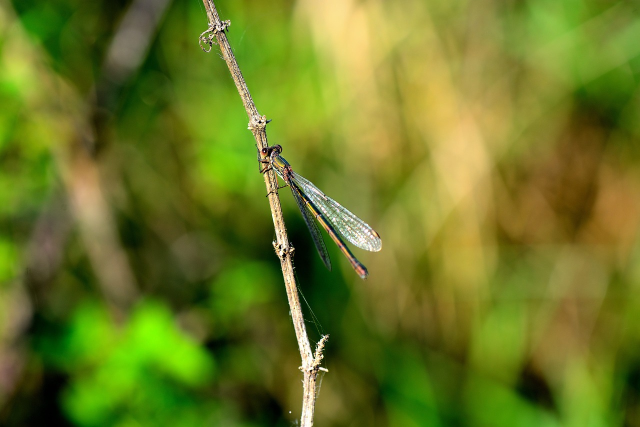 dragonfly insect flight insect free photo