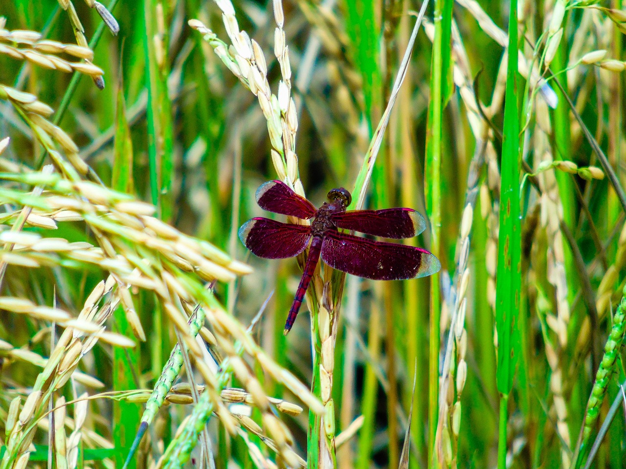 dragonfly green insect free photo